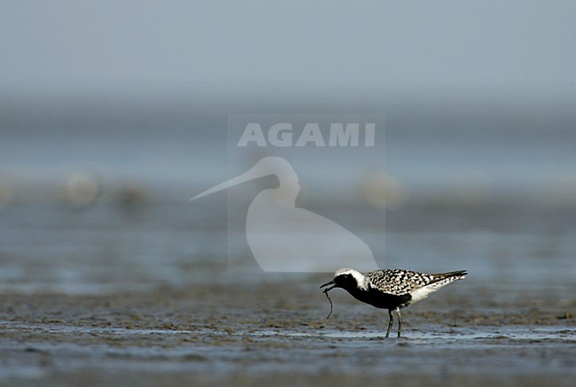 Zilverplevier in zomerkleed op wad; Grey Plover in summerplumage stock-image by Agami/Menno van Duijn,