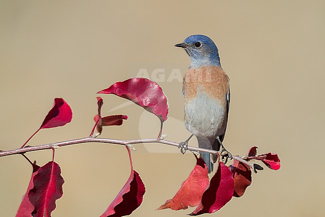 Adult male
Santa Barbara Co., CA
November 2022 stock-image by Agami/Brian E Small,