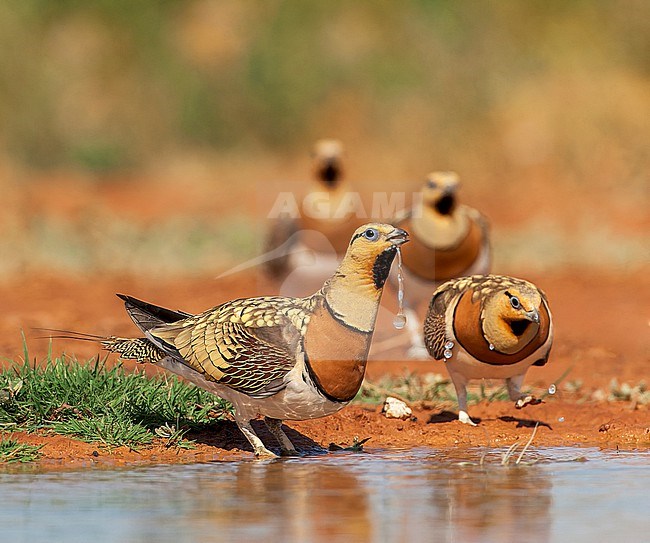 Pin-tailed Sandgrouse (Pterocles alchata) in steppes near Belchite in Spain. Four males together. One male drinking. stock-image by Agami/Marc Guyt,