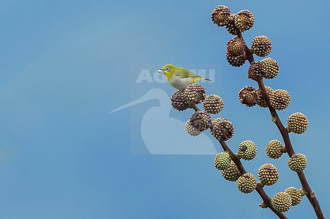 Warbling White-eye (Zosterops japonicus) Perched in a fruiting tree in the Philippines stock-image by Agami/Dubi Shapiro,