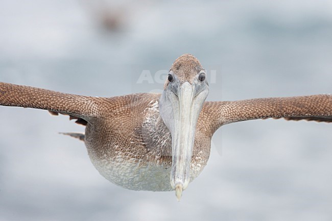 Bruine Pelikaan; Brown Pelican stock-image by Agami/Martijn Verdoes,