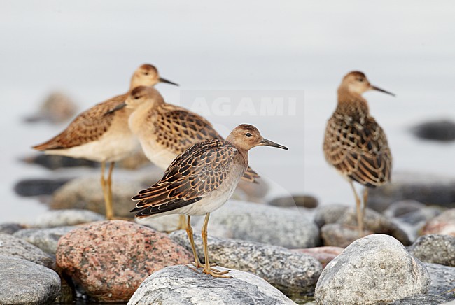 Groepje juveniele Kemphanen; Group of juvenile Ruff stock-image by Agami/Markus Varesvuo,