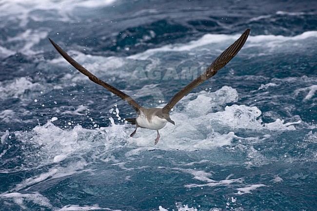 Grote Pijlstormvogel op volle zee; Great Shearwater out at sea stock-image by Agami/Marc Guyt,