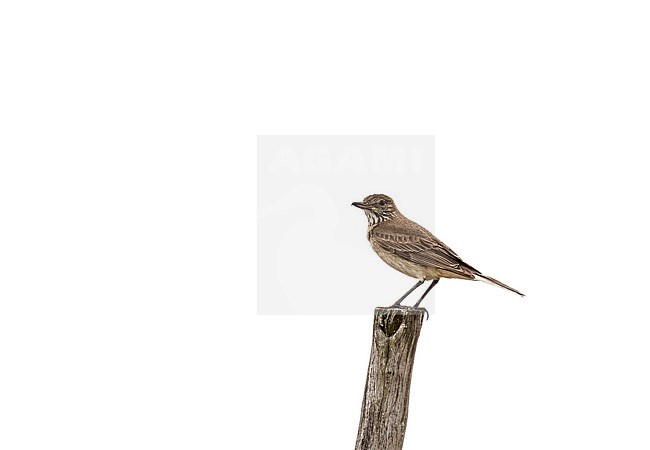 White-tailed Shrike-Tyrant (Agriornis albicauda) in northern Peru. A localized flycatcher of the high Andes, occuring in tropical high-altitude shrubland, subtropical high-altitude grassland, arable land, and pastureland. It is threatened by habitat loss. stock-image by Agami/Pete Morris,