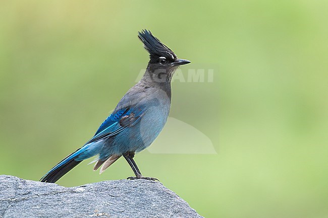 Adult
Jefferson Co., CO
June 2023 stock-image by Agami/Brian E Small,