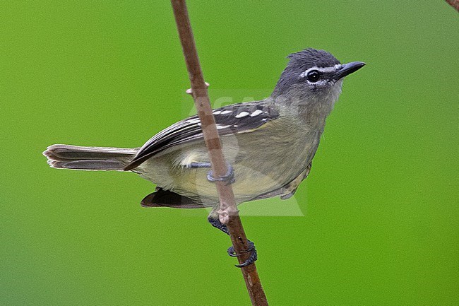 White-lored Tyrannulet (Ornithion inerme) at Puerto Nariño, Amazonas, Colombia. stock-image by Agami/Tom Friedel,