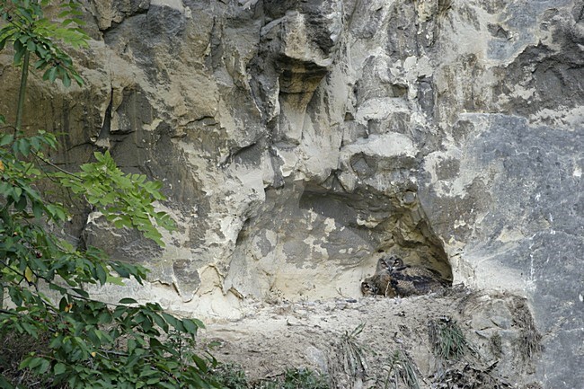 Nest met jongen van de Oehoe; Nest with Eurasian Eagle-owl chicks stock-image by Agami/Ran Schols,