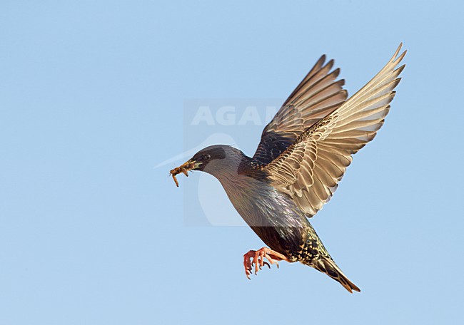 Vliegende Spreeuw met voer, Common Starling in flight with food stock-image by Agami/Markus Varesvuo,
