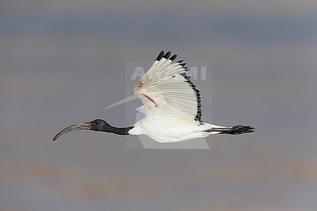 Heilige Ibis; Sacred Ibis; Threskiornis aethiopicus stock-image by Agami/Dick Forsman,