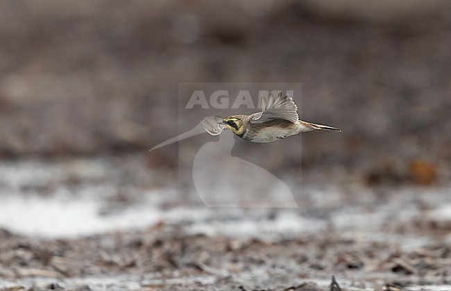 Horned Lark (Eremophila alpestris ssp.flava) in flight at a beach in Vedbæk, Denmark stock-image by Agami/Helge Sorensen,