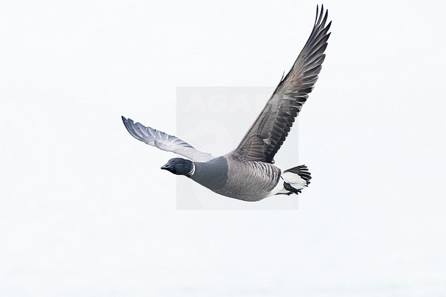  stock-image by Agami/Menno van Duijn,