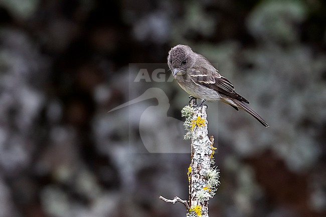 1st-winter Eastern Wood-Pewee (Contopus virens) perched on a branch as the first for Western Palearctic, Lighthouse Valley, Corvo, Azores, Portugal. stock-image by Agami/Vincent Legrand,