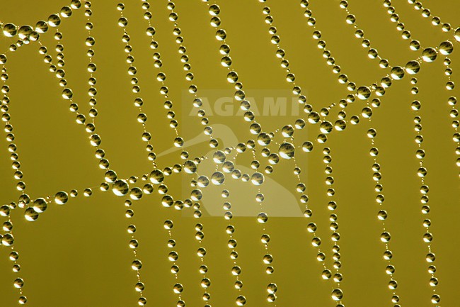 Spinneweb met dauwdruppels, Spiderweb with dew stock-image by Agami/Theo Douma,