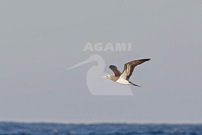 Cocos Booby, Sula brewsteri, in Western Mexico. In flight over the sea. stock-image by Agami/Pete Morris,