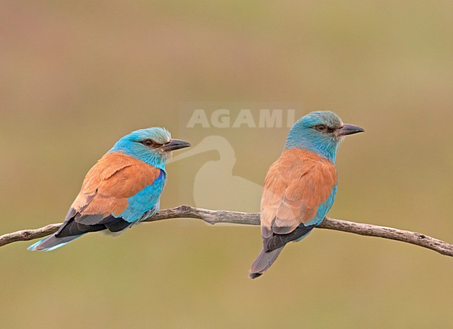 European Roller pair perched; Scharrelaar paar zittend stock-image by Agami/Markus Varesvuo,