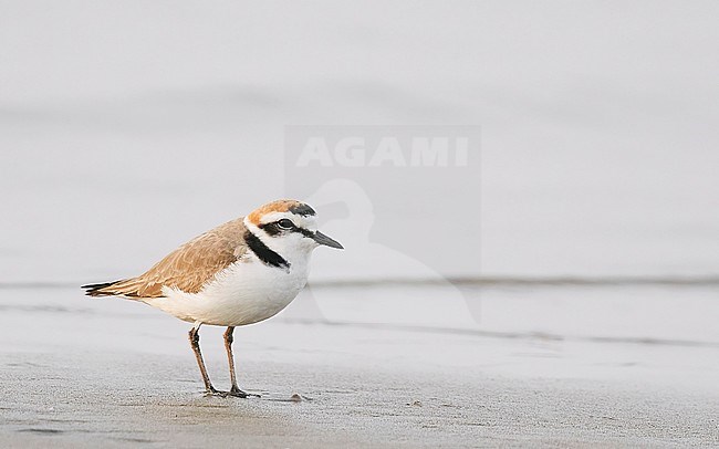 Kentish Plover (Charadrius alexandrinus) on Happy Island China. stock-image by Agami/Markus Varesvuo,