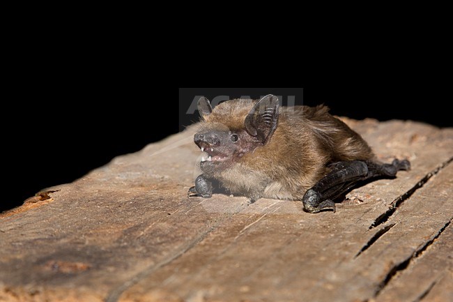 Laatvlieger, Serotine, Eptesicus serotinus stock-image by Agami/Theo Douma,