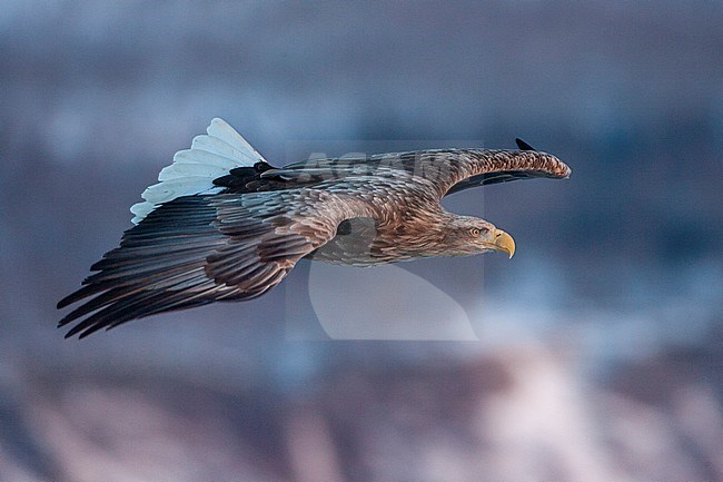 White-tailed Eagle (Haliaeetus albicilla) wintering on the island Hokkaido in northern Japan. Adult in flight during early morning. stock-image by Agami/Marc Guyt,