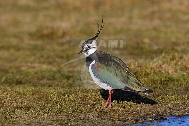 Kievit, Northern Lapwing, Vanellus vanellus stock-image by Agami/Arie Ouwerkerk,