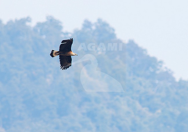 Adult Pallas’s Fish Eagle (Haliaeetus leucoryphus) in flight, also known as Pallas's sea eagle or Band-tailed fish eagle. stock-image by Agami/Marc Guyt,
