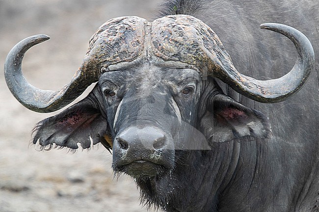 African Buffalo (Syncerus caffer), adult male close-up, Mpumalanga. South Africa stock-image by Agami/Saverio Gatto,