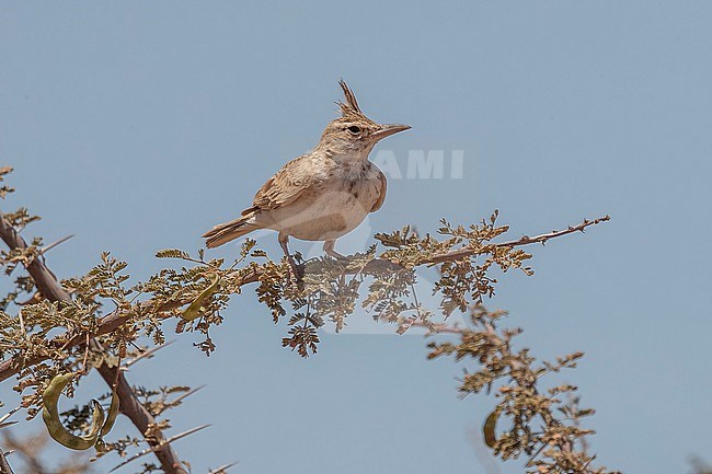 Adult Maghreb Lark (Galerida macrorhyncha) perched in a tree between Dakhla and Aousserd in Western Sahara. stock-image by Agami/Vincent Legrand,