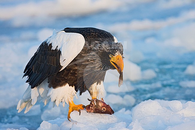 Steller-zeearend etend, Stellers Sea-eagle close-up eating stock-image by Agami/Marc Guyt,