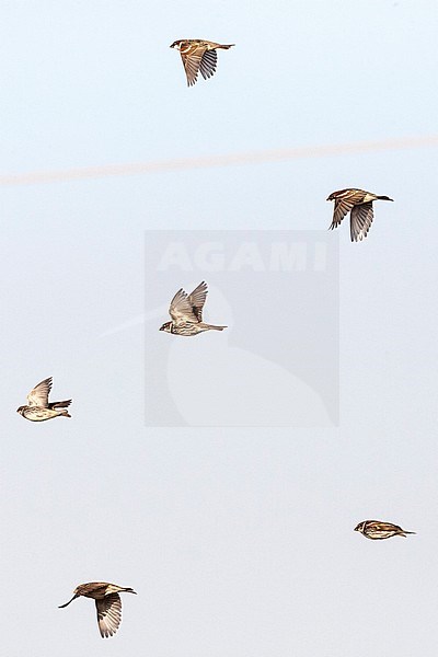 Flock of Spanish Sparrows (Passer hispaniolensis) during spring migration in southern negev, Israel. stock-image by Agami/Marc Guyt,