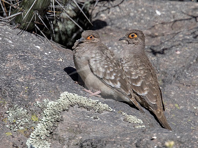 Bare-faced Ground Dove (Metriopelia ceciliae zimmeri) at Colca Canyon, Peru. stock-image by Agami/Tom Friedel,