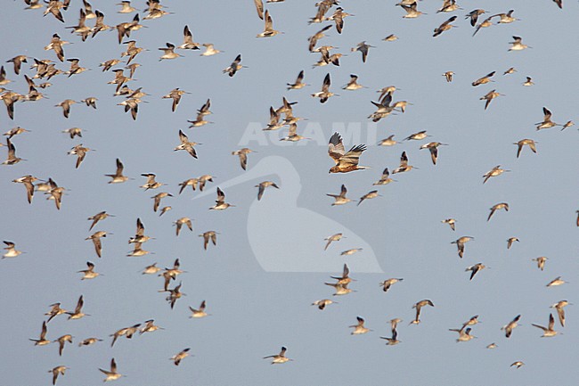 Marsh Harrier male hunting; Bruine Kiekendief man jagend  stock-image by Agami/Arie Ouwerkerk,