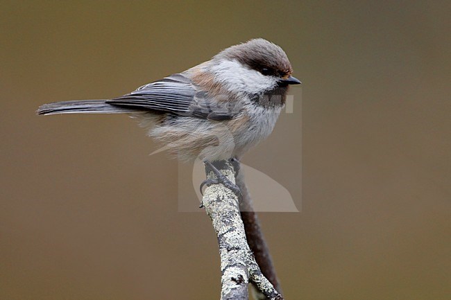 Bruinkopmees zittend op een tak; Grey-headed Chickadee perched on a branch stock-image by Agami/Daniele Occhiato,