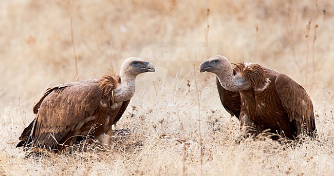 Vale Gieren; Griffon Vultures stock-image by Agami/Roy de Haas,
