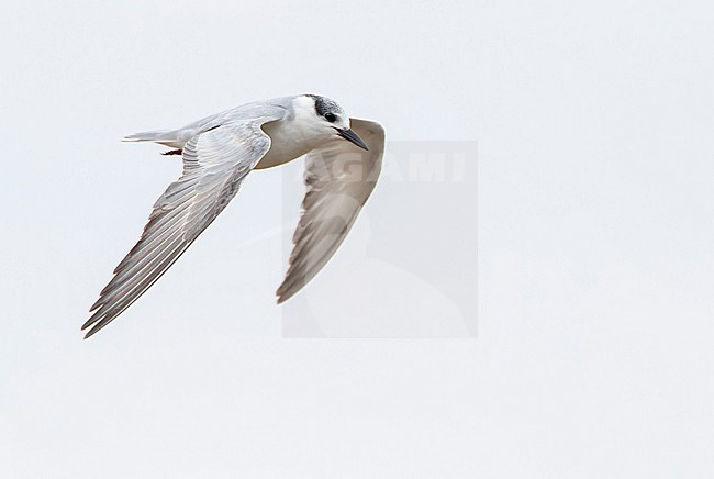Whiskered Tern (Chlidonias hybrida) in winter plumage, wintering in Spain. Probably first-winter stock-image by Agami/Marc Guyt,