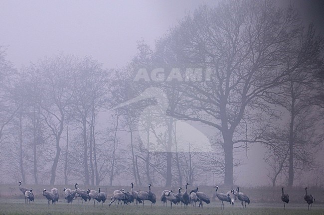 Groep Kraanvogels in ochtendnevel; Group of Common Cranes in morning fog stock-image by Agami/Han Bouwmeester,