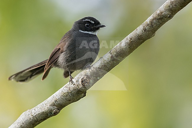 White-throated Fantail (Rhipidura albicollis) Perched on a branch in Borneo stock-image by Agami/Dubi Shapiro,