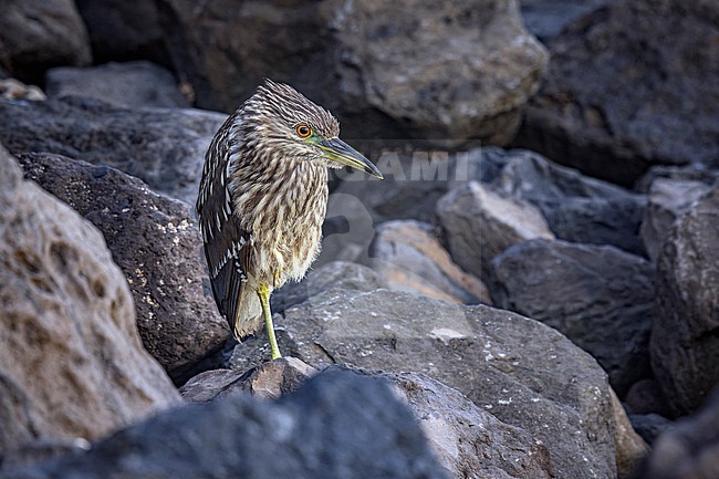 Juvenile Black-crowned Night-Heron (Nycticorax nycticorax hoactli) sitting near the Black Beach, Corvo, Azores, Portugal. stock-image by Agami/Vincent Legrand,