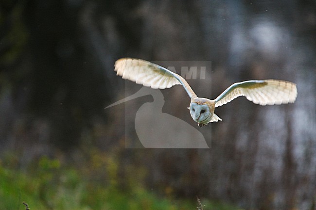 Kerkuil overdag in de vlucht; Barn Owl in flight in daytime stock-image by Agami/Marc Guyt,