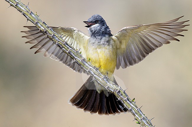 Adult Cassin's Kingbird, Tyrannus vociferans
Pima Co., AZ
 stock-image by Agami/Brian E Small,