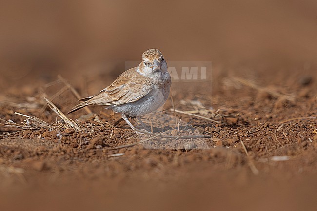 First-winter male Cape Verde Black-crowned Sparrow-Lark (Eremopterix nigriceps nigriceps) sitting on the ground in Moia Moia, Santiago, Cape Verde. stock-image by Agami/Vincent Legrand,