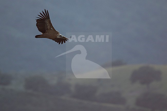 Eurasian Griffon Vulture - Gänsegeier - Gyps fulvus ssp. fulvus, Spain stock-image by Agami/Ralph Martin,