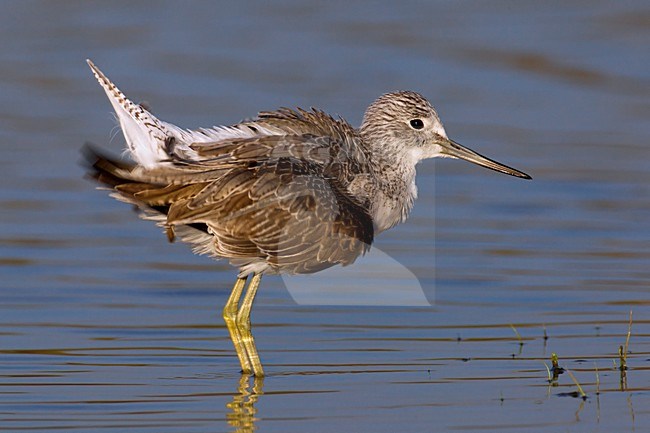 Juveniele Groenpootruiter; Juvenile Common Greenshank stock-image by Agami/Daniele Occhiato,