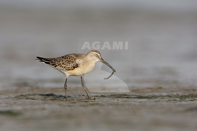 Juveniele Krombekstrandloper; Juvenile Curlew Sandpiper stock-image by Agami/Arie Ouwerkerk,
