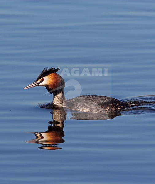 Fuut in zomerkleed; Great Crested Grebe in summer plumage stock-image by Agami/Markus Varesvuo,