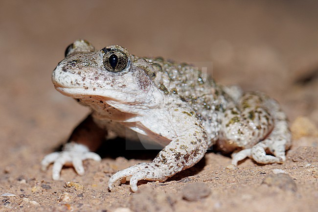 Common Midwife Toad (Alytes obstetricans) taken the 15/06/2023 at Fuveau - France. stock-image by Agami/Nicolas Bastide,