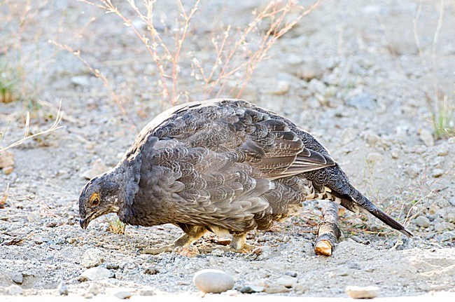 Sooty Grouse perched on side of the road stock-image by Agami/Marc Guyt,