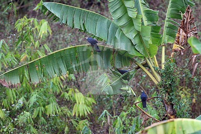 Sula Cuckoo-dove (Turacoena sulaensis) on the island Taliabu, part of the Maluku Islands, Indonesia. Three doves sitting on a palm trees. stock-image by Agami/James Eaton,