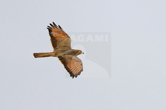 Grasshopper Buzzard, Butastur rufipennis, in West Africa. stock-image by Agami/Dani Lopez-Velasco,