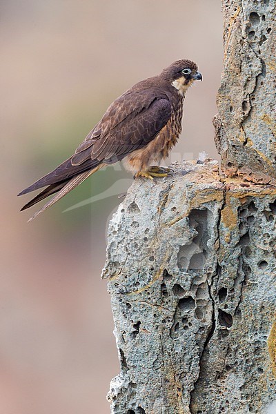 Eleonora's Falcon (Falco eleonorae), light morph adult perched on a rock stock-image by Agami/Saverio Gatto,