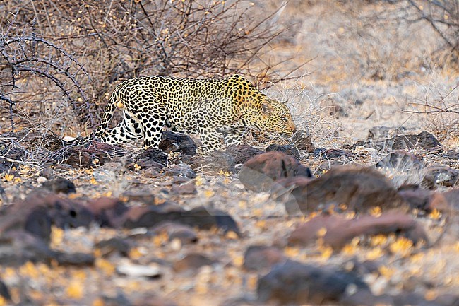 Stunning male Leopard, Panthera pardus, in Kenya. stock-image by Agami/Dani Lopez-Velasco,