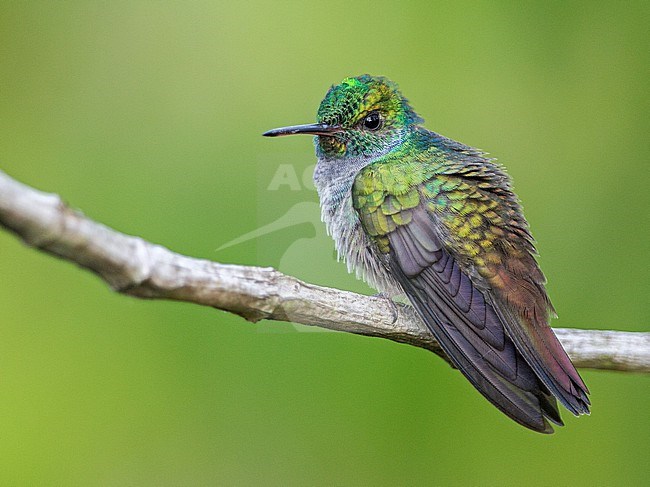 Blue-chested Hummingbird (Polyerata amabilis) at ProAves Blue-billed Curassow Reserve, Puerto Pinzon, Boyaca, Colombia. stock-image by Agami/Tom Friedel,